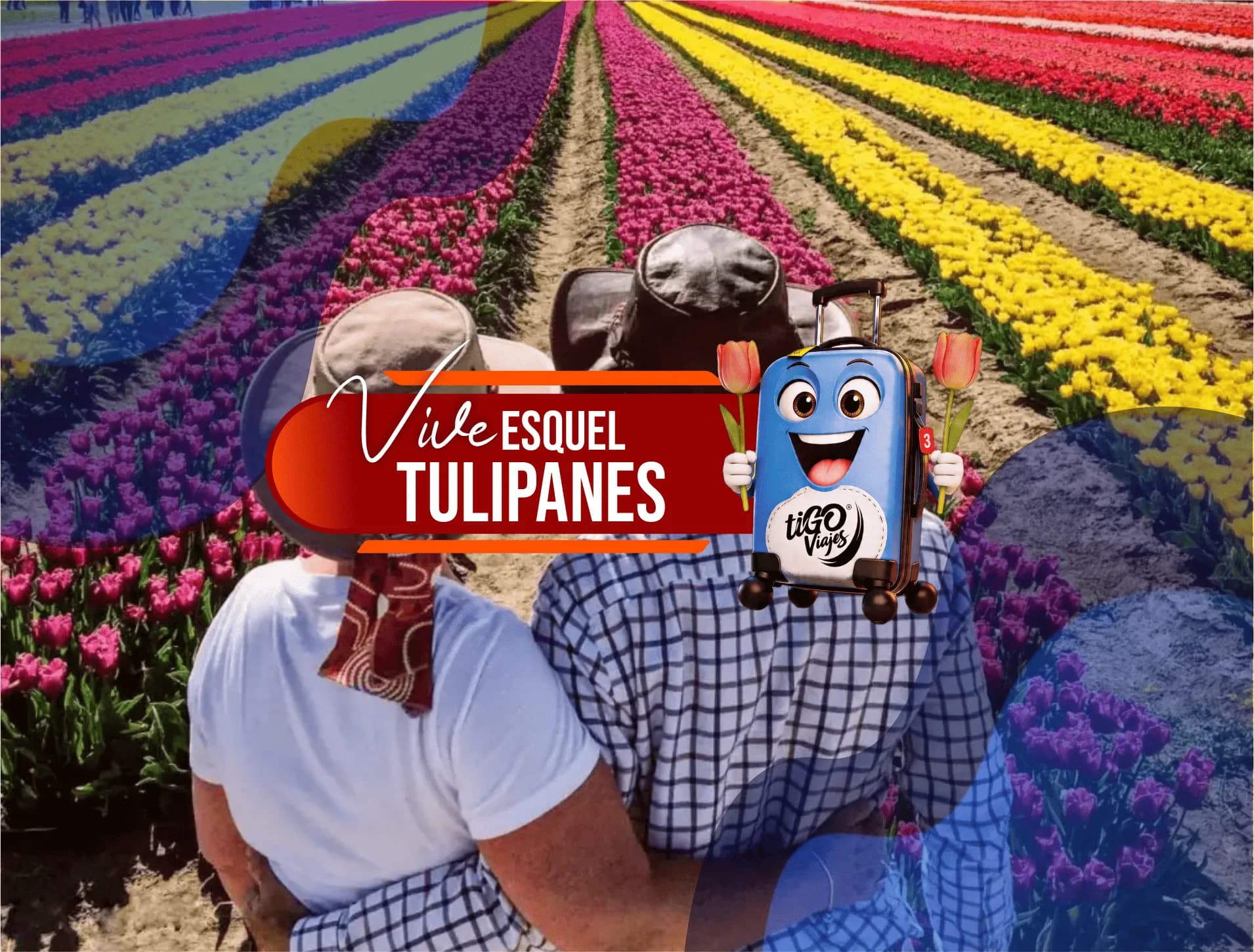 Esquel con Tulipanes